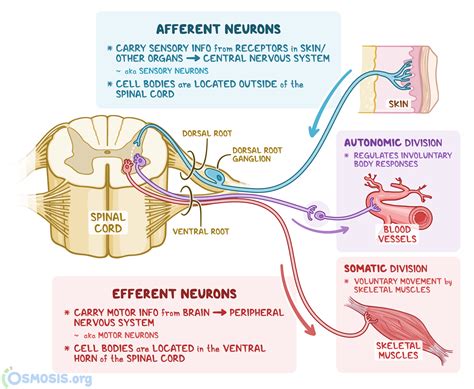 Afferent Nerve Diagram に対する画像結果