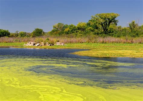 Toradh íomhá ar Algae Overgrowth
