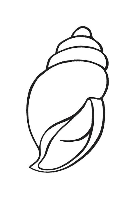 Image result for Conch Shell Drawing Easy