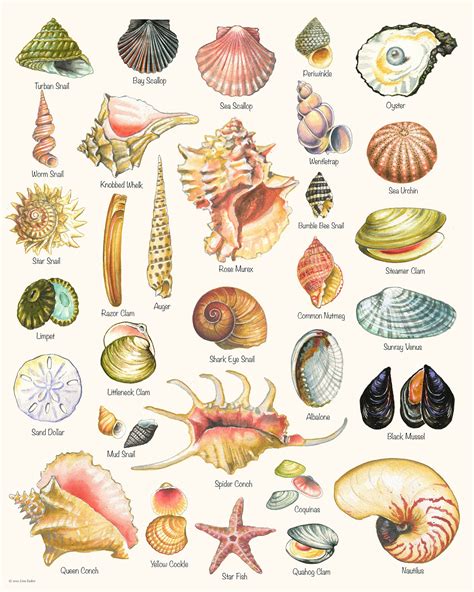Image result for Type of Sea Shell