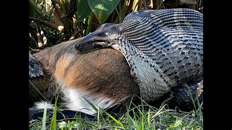 Image result for Florida Python Deer