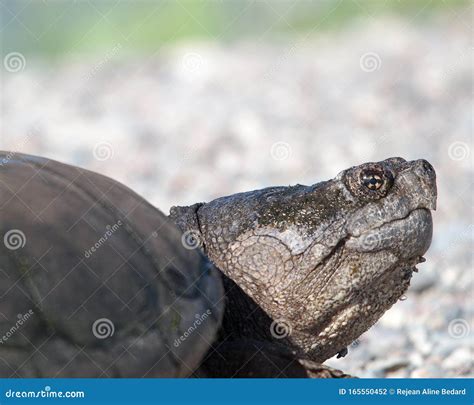 Image result for Snapping Turtle Side Profile