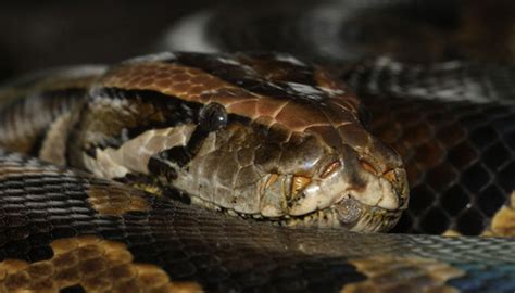 Image result for Burmese Python Food Chain