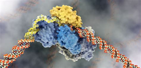 Image result for DNA Repair