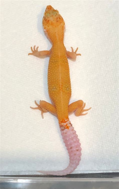 Image result for Ball Python and Leopard Gecko