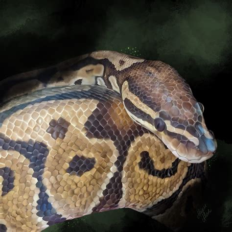 Image result for Ball Python in a Moon Shape Drawing