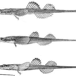 Toradh íomhá ar Dermal Plates