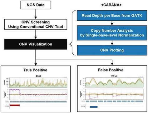 Image result for Copy Number Variation Line Plot