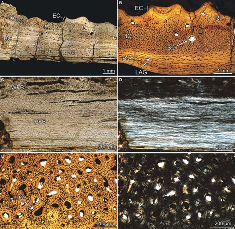 Toradh íomhá ar Dermal Plates