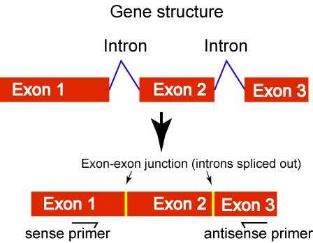 Reverse Transcriptase PCR Primer Design に対する画像結果