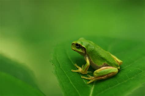 Smug Tree Frog に対する画像結果