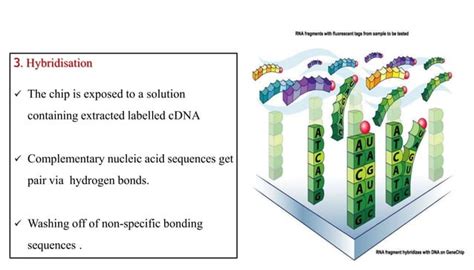 Image result for qPCR Transcriptomics