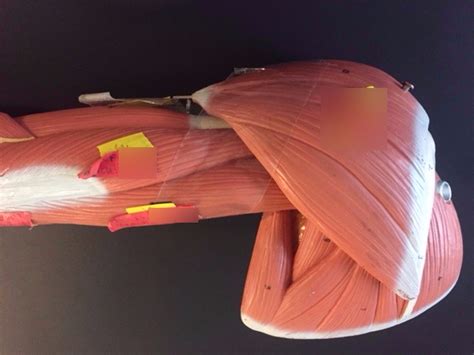 Afbeeldingsresultaten voor Arm Muscle Model