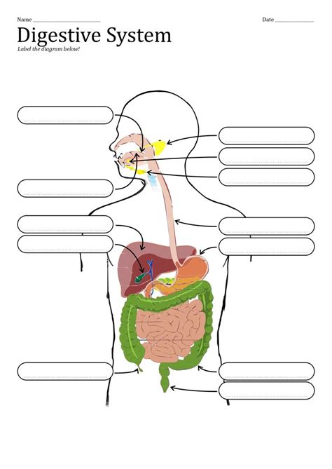 Toradh íomhá ar Life Process Worksheet Digestive System