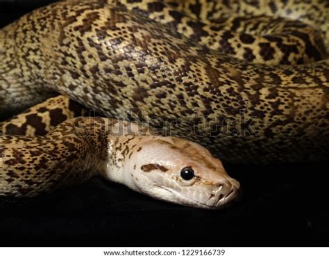 Image result for Bermese Python Meme