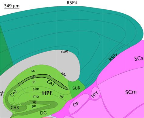 Mouse Brain Map Visual Cortex ಗಾಗಿ ಇಮೇಜ್ ಫಲಿತಾಂಶ