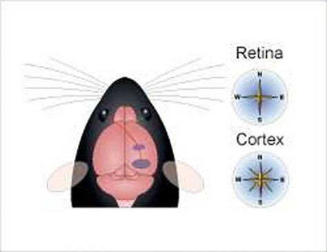 Mouse Visual Cortex Side View に対する画像結果