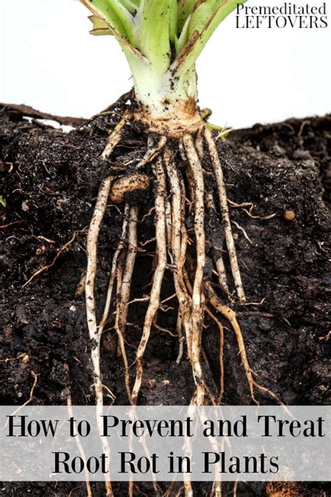 Image result for How to Treat Root Rot