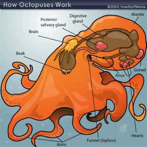 Image result for Octopus Siphon
