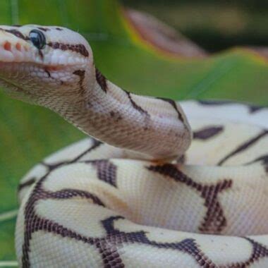 Image result for Decor for Ball Python