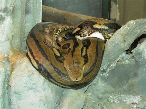 Image result for Reticulated Python Zoo