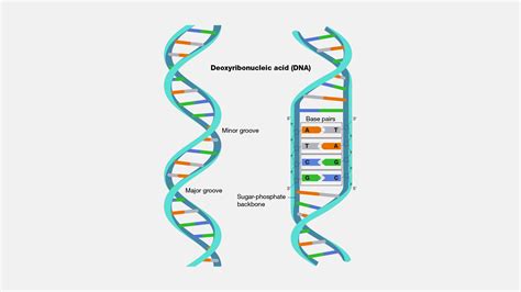 Image result for How to Draw a DNA Strand