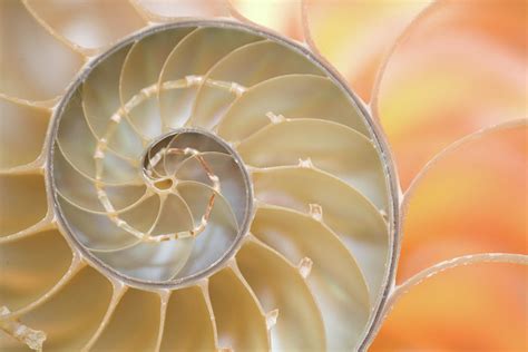 Image result for Sea Shell Fibonacci