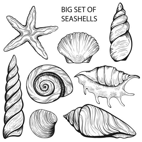 Afbeeldingsresultaten voor Sea Shell Drawing Open