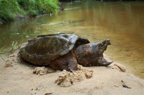 Super Rare Alligator Snapping Turtle に対する画像結果