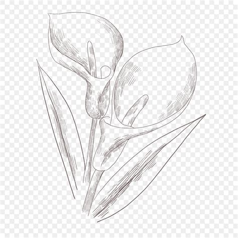 Image result for Calla Lily Line Drawing
