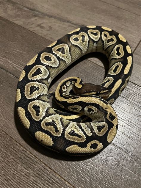Ball Python Constrictor に対する画像結果