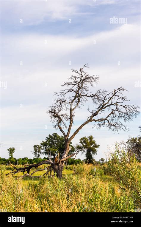 Image result for Flowering Trees of the Okavango Delta