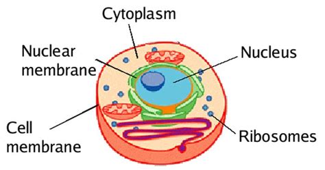 Image result for Cytoplasm Function