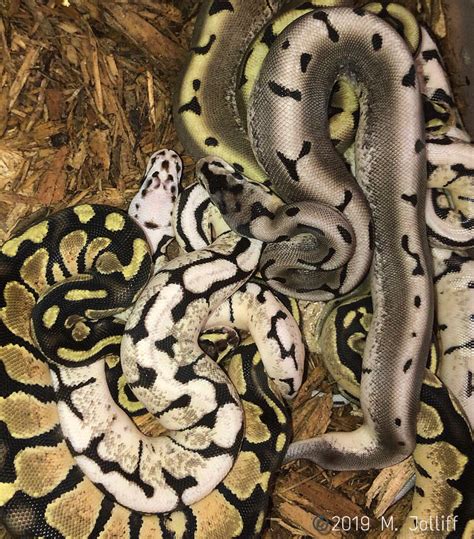 Afbeeldingsresultaten voor Tiger Gene Python