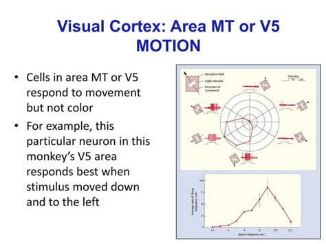 Toradh íomhá ar Afferent Visual Pathway