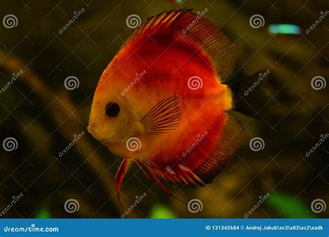 Freshwater Discus Fish に対する画像結果