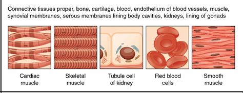 Mesoderm Types に対する画像結果