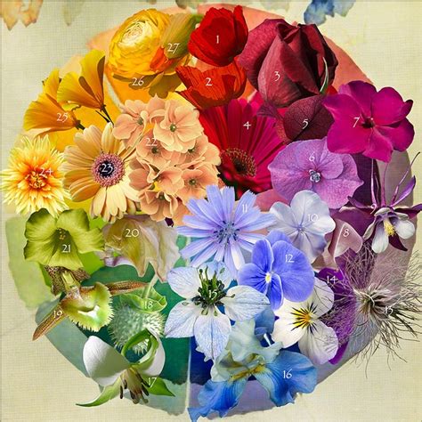 Image result for Flower Color Wheel