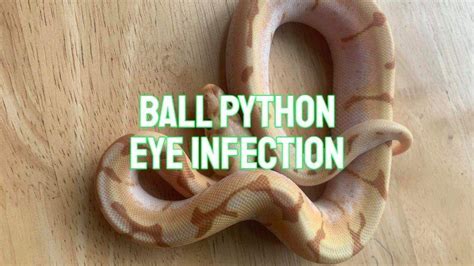 Image result for Ball Python Eye Bulging