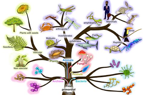 Image result for Biological Evolution Tree