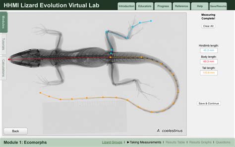 Image result for Lizard Evolution Virtual Lab Answer Key