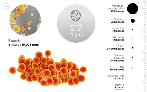 Image result for Bacteria Cell in Air Dust