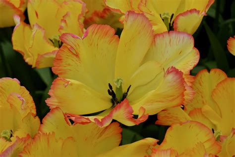 Afbeeldingsresultaten voor Perennial Tulips