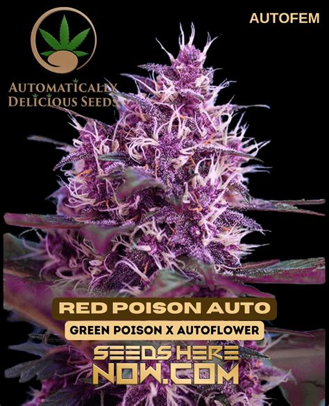 Image result for Autoflower Strains
