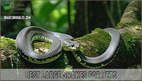 Image result for Big Pet Snakes