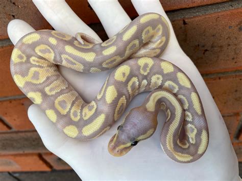 Toradh íomhá ar Mojave Crystal Ball Python