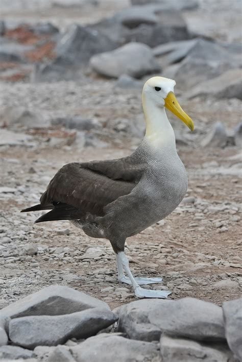 Toradh íomhá ar Waved Albatross
