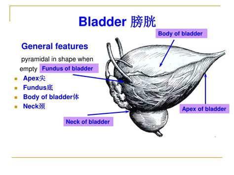 Image result for Trigone of Bladder Function