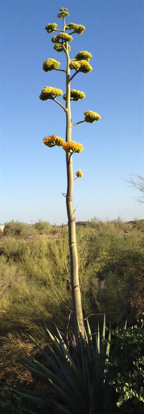 Image result for Century Plant Cactus