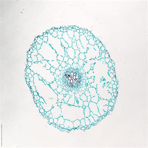 Ranunculus Root に対する画像結果